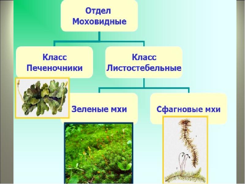 Многообразие растений 7 класс. Многообразие растений и их значение в природе. Многообразие растений ЕГЭ. Биология 9 класс многообразие растений и их значение в природе. Компактное многообразие.