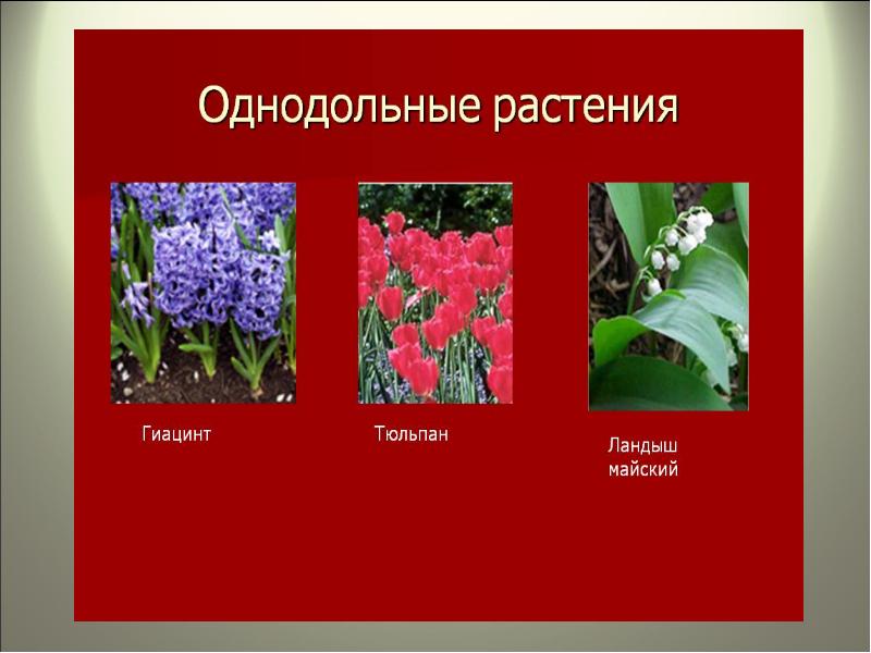 Презентация многообразие растений и их значение в природе 9 класс