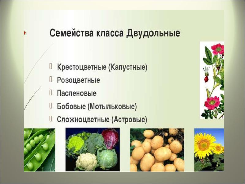 План характеристики семейства крестоцветные