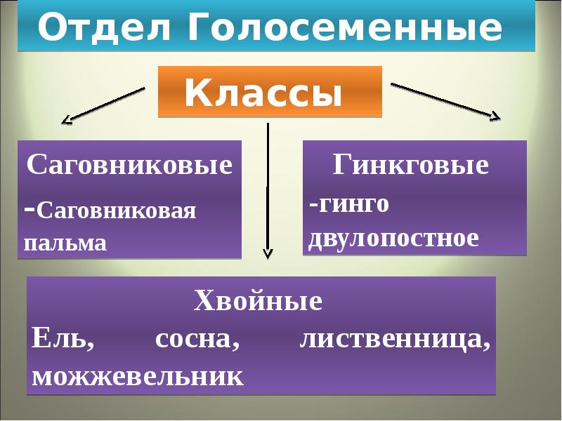 Презентация многообразие растений и их значение в природе 9 класс