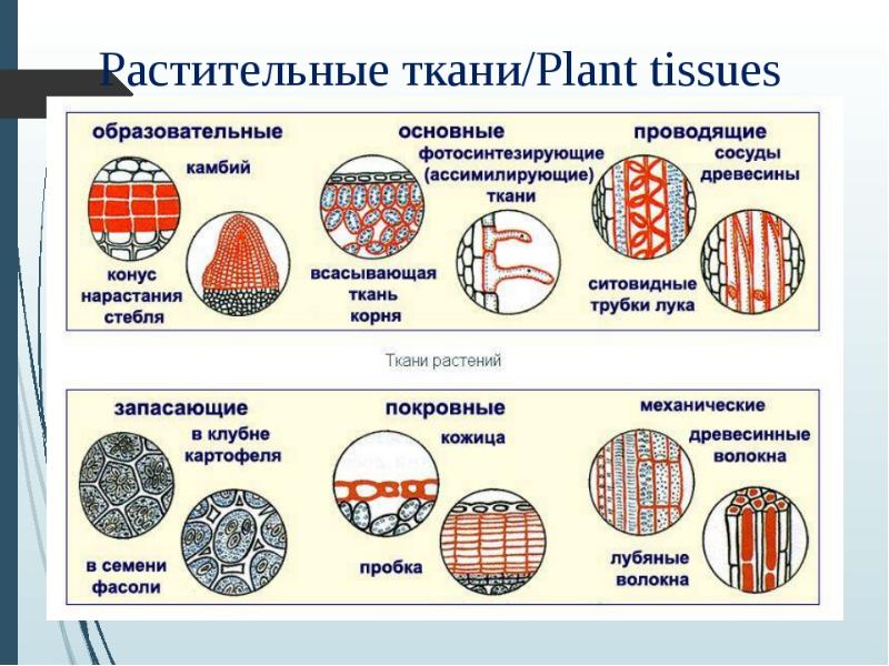 Все ткани растений и их функции таблица с рисунками