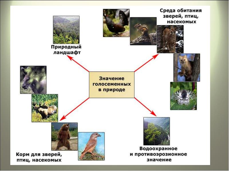 Многообразие и значение растений 5 класс. Разнообразие растений в природе. Многообразие и значение растений.. Многообразие растений и их значение в природе. Разнообразие растений и их значение.