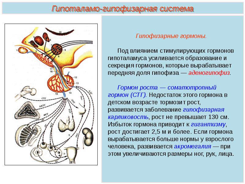 Филогенез эндокринной системы презентация