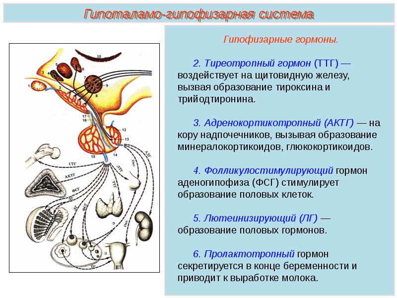 Гипоталамо гипофизарная система анатомия презентация