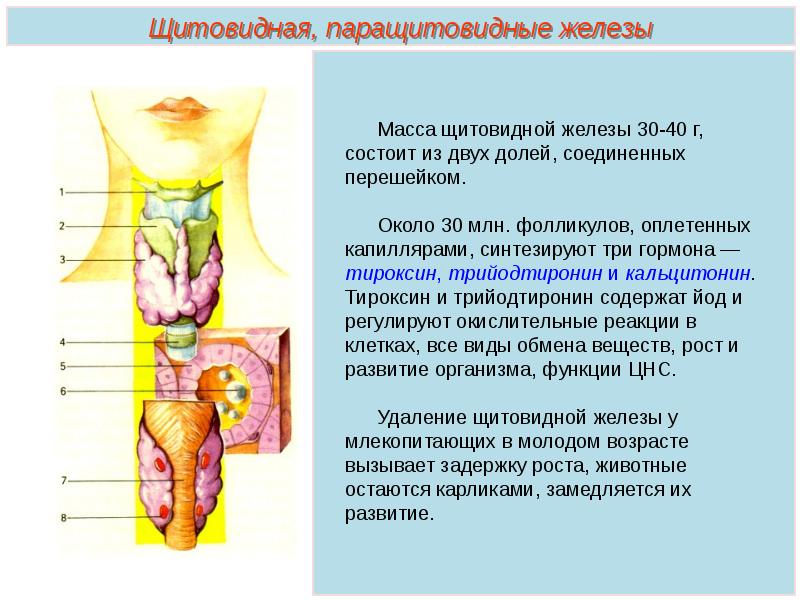 Щитовидная железа нормальная функция. Гормоны щитовидной железы анатомия. Перешеек щитовидной железы анатомия. Эндокринная железа щитовидная железа. Щитовидная железа анатомия функции.
