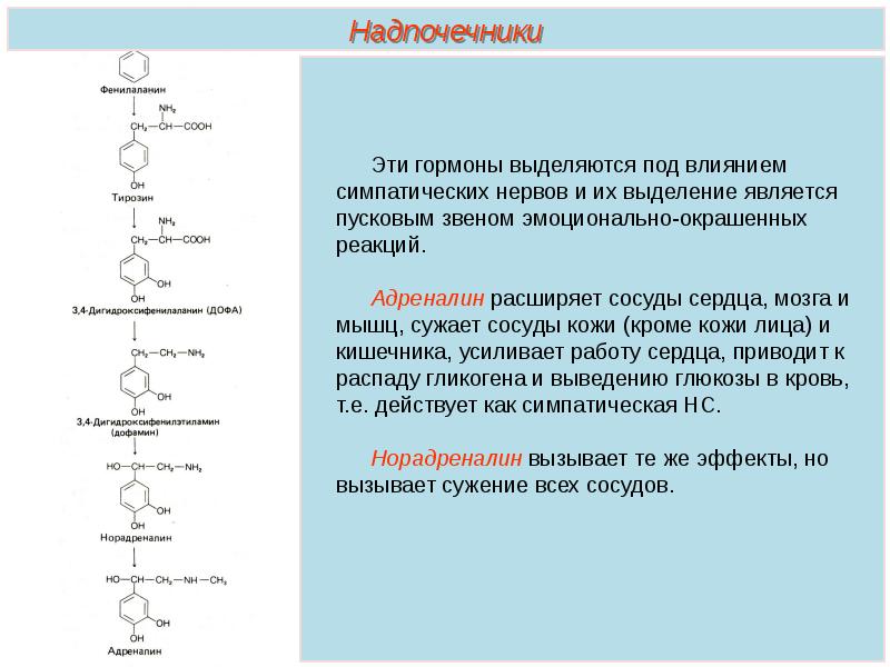 Какой гормон выделяет. Выделение гормонов. Что выделяет гормоны. Какие гормоны выделяются при шоке. Гормоны которые выделяются в.