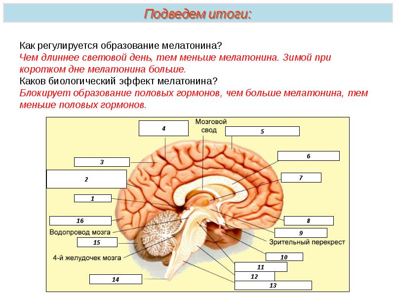 Эндокринная функция сердца. Эндокринная система Пименов. Водопровод мозга. Водопровод мозга функции.