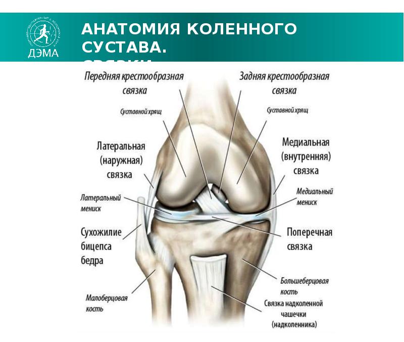 Схема устройства коленного сустава