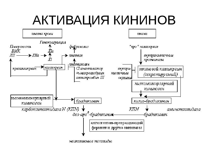 Калликреин кининовая система схема