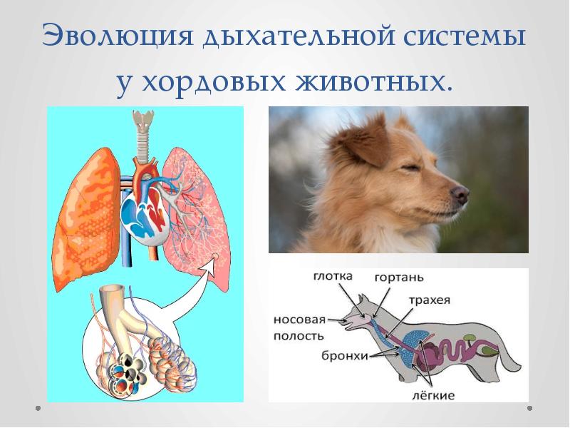 Дыхательная система млекопитающих картинка