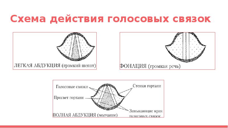 Для возникновения шепота необходимо неполное смыкание голосовых связок