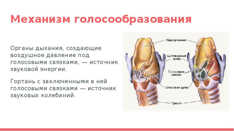 В голосообразовании участвует