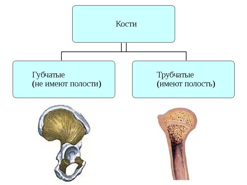 Строение кости 8 класс. Вывод по строению костей. Кость для презентации. Как оберегать каждый Тип костейпризентация.