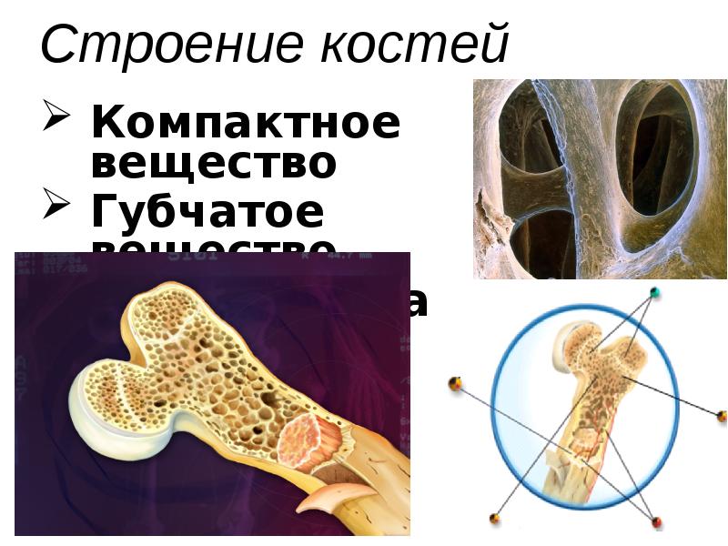 Строение кости фото