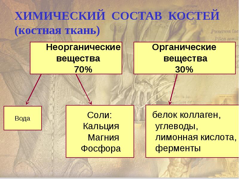 Состав костной ткани. Химический состав костной ткани. Состав кости. Химический СОМТ костей. Химический состав кости.