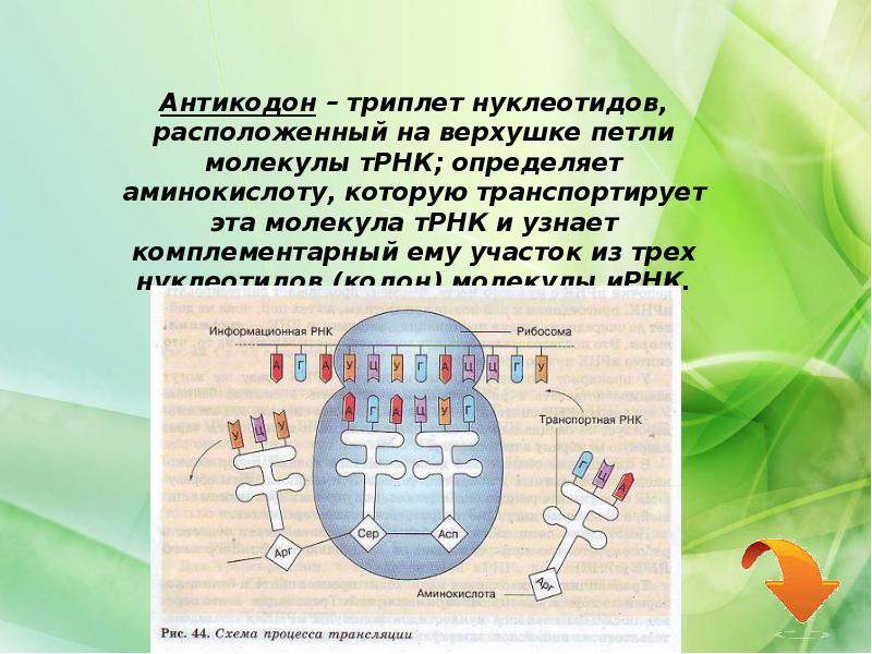 Триплет днк соответствующий антикодону