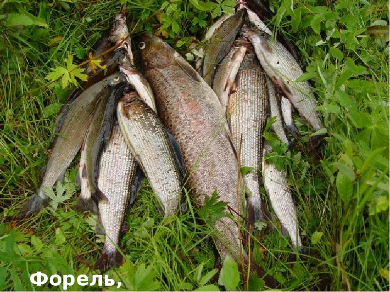 Рыба в реке белая адыгея. Форель и хариус. Сибирский хариус. Хариус на р белой. Форель в реке белая Адыгея