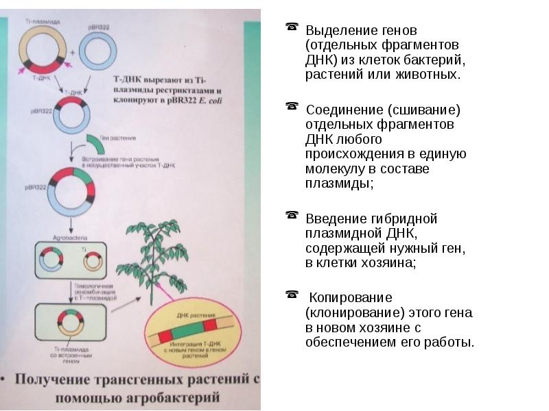 Получение трансгенных растений презентация