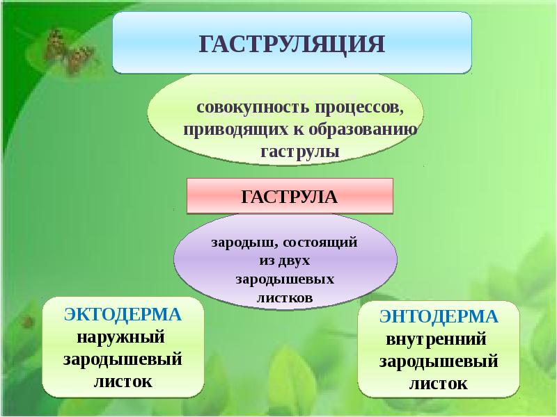 Индивидуальное развитие организма презентация