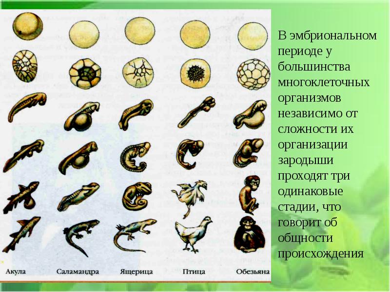 Индивидуальное развитие организма рисунок