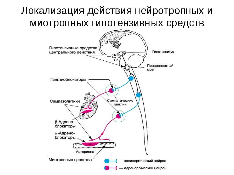 Антигипертензивные средства фармакология презентация