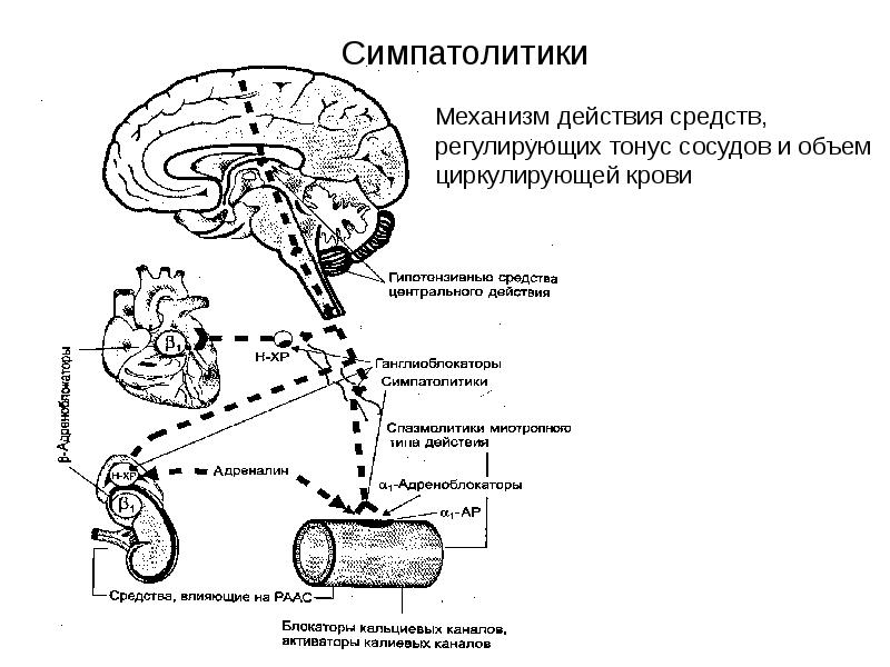 Антигипертензивные средства презентация