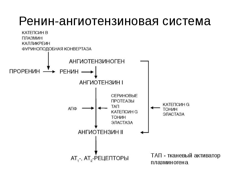 Ренин ангиотензиновая система схема