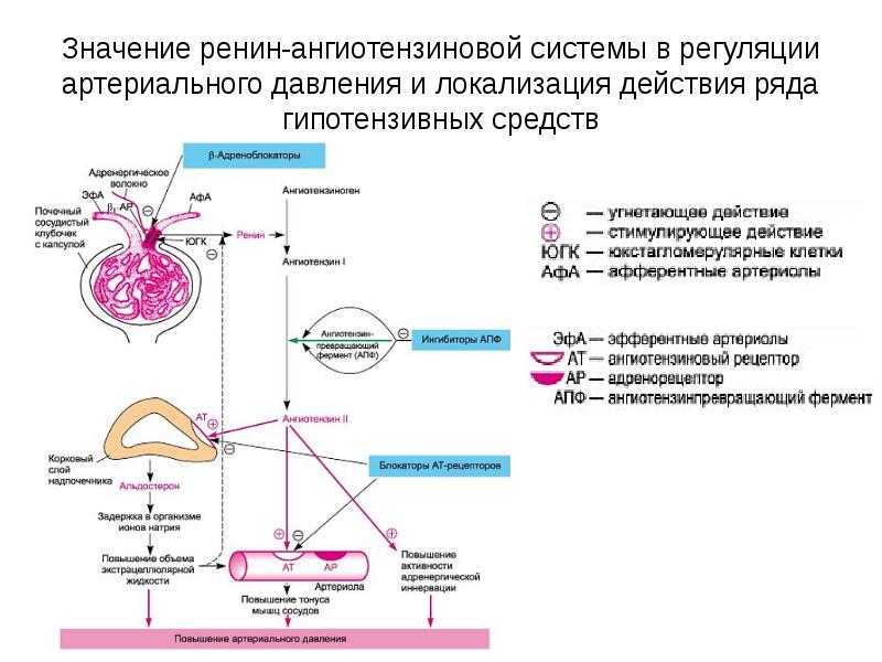 Ренин ангиотензивная система схема