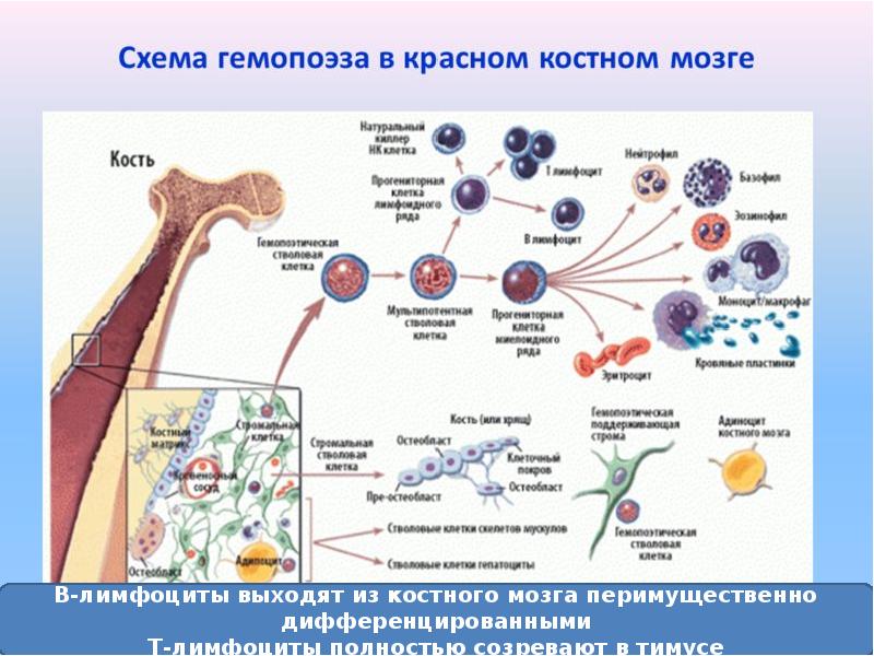 Органы иммунитета и иммунокомпетентные клетки схема