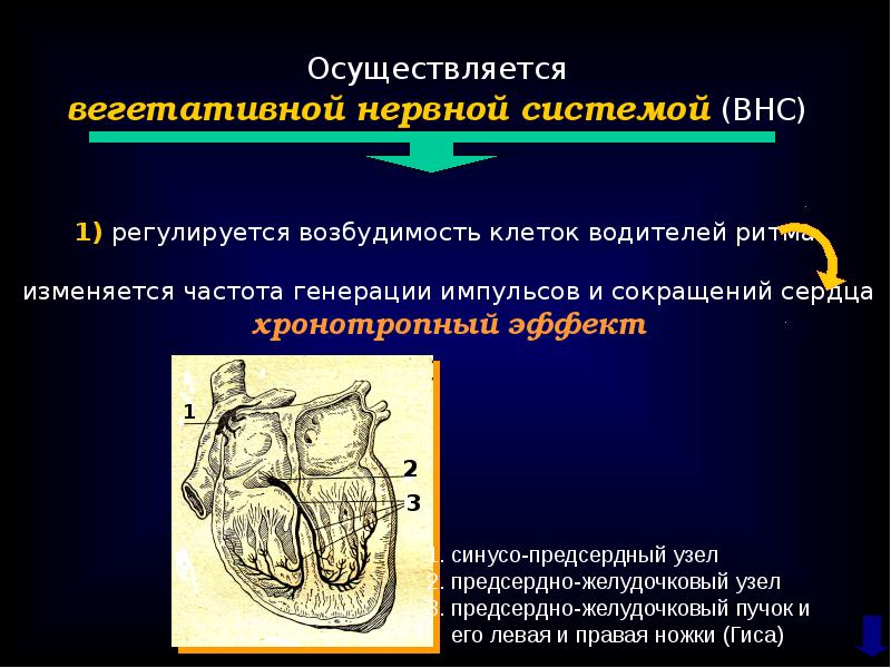 Регуляция сердечно сосудистой системы презентация