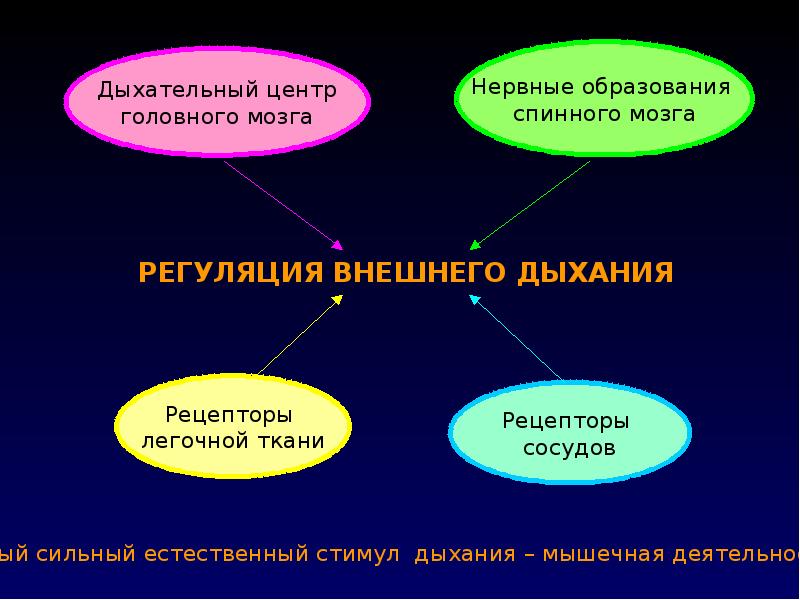 Регуляция дыхания общие свойства живых систем. Способ дыхательной саморегуляции. Регуляция внешнего дыхания. Нервная регуляция дыхания спинной мозг. Регуляция дыхания в спинном мозге.