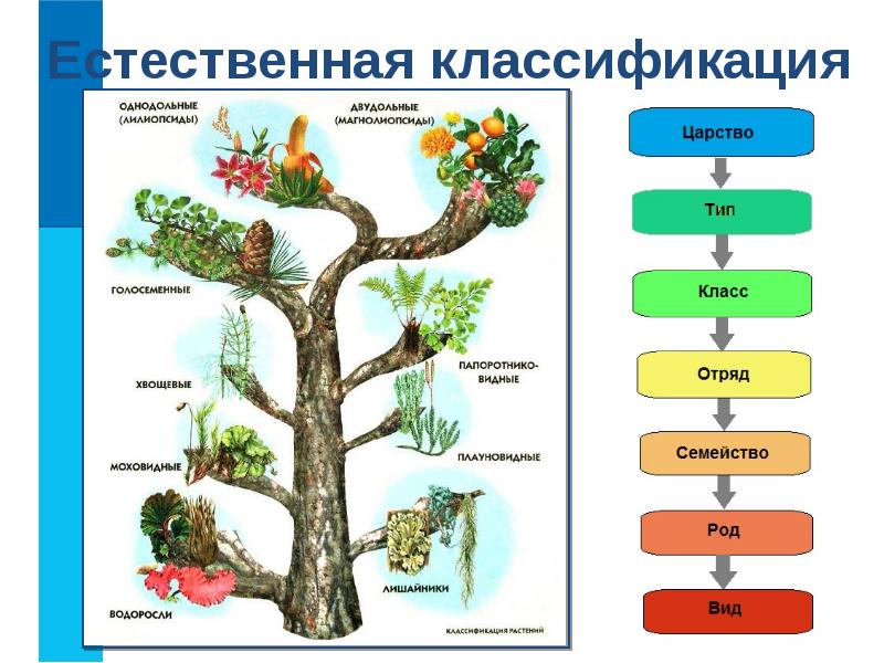 Что такое классификация. Классификация. Классификация объектов примеры. Разновидности объектов и ТХ классификаций.