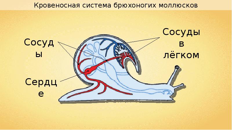 Дыхательное отверстие у улитки на рисунке