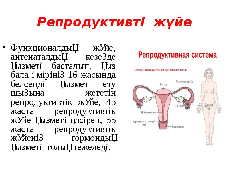 Репродуктивті жүйе
Функционалдық жүйе, антенаталдық кезеңде қызметі басталып, қыз бала өмірінің Репродуктивті жүйе
Функционалдық жүйе, антенаталдық кезеңде қызметі басталып, қыз бала өмірінің