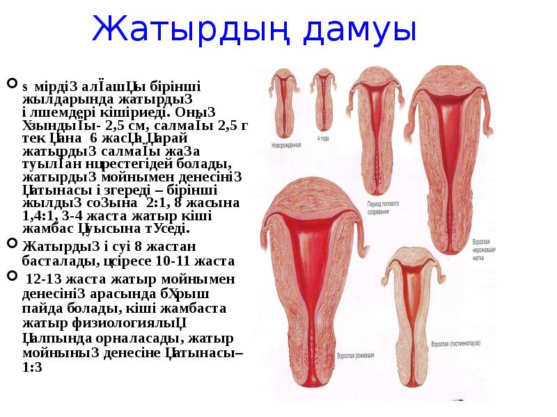 Жатырдың дамуы
Өмірдің алғашқы бірінші жылдарында жатырдың өлшемдері кішіриеді. Оның ұзындығы- Жатырдың дамуы
Өмірдің алғашқы бірінші жылдарында жатырдың өлшемдері кішіриеді. Оның ұзындығы-