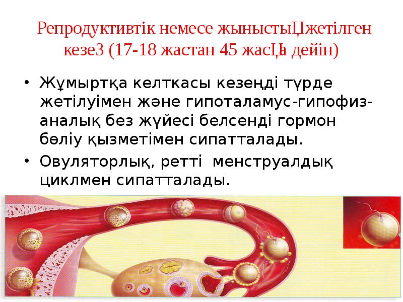 Репродуктивтік немесе жыныстық жетілген кезең (17-18 жастан 45 жасқа дейін)
Жұмыртқа Репродуктивтік немесе жыныстық жетілген кезең (17-18 жастан 45 жасқа дейін)
Жұмыртқа
