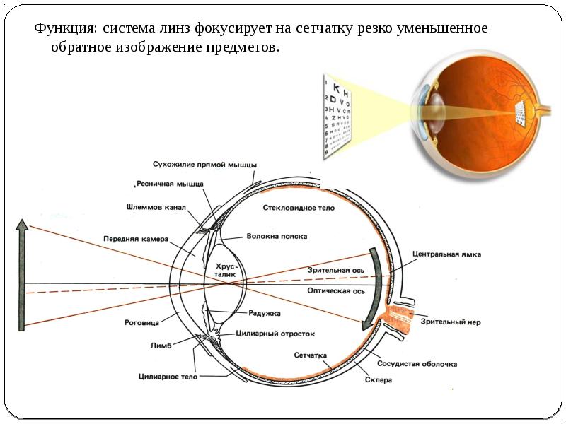 Изображение предметов на сетчатке глаза человека является мнимым