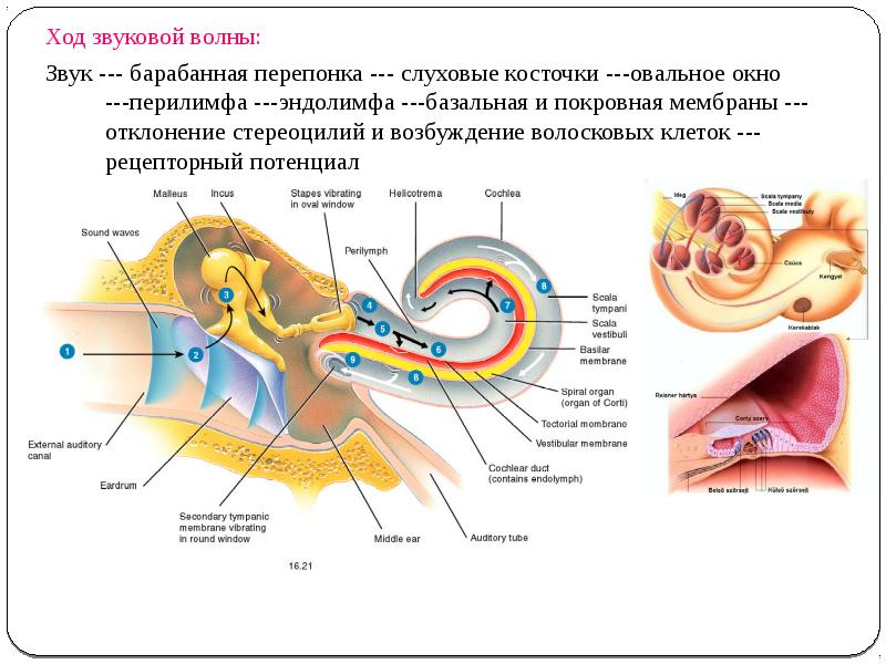 Какой буквой на рисунке обозначен орган переводящий звуковые колебания в электрические импульсы