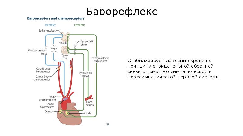 Схема рефлекса бейнбриджа