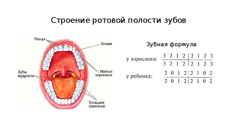 Полость рта схема