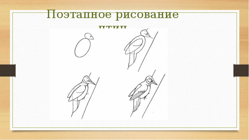 Рисуем поэтапно 2 класс презентация. Презентация рисование птиц. Рисование птицы 1 класс презентация. Изо 2 класс презентация поэтапное рисование. Поэтапное рисование птицы 1 класс презентация.