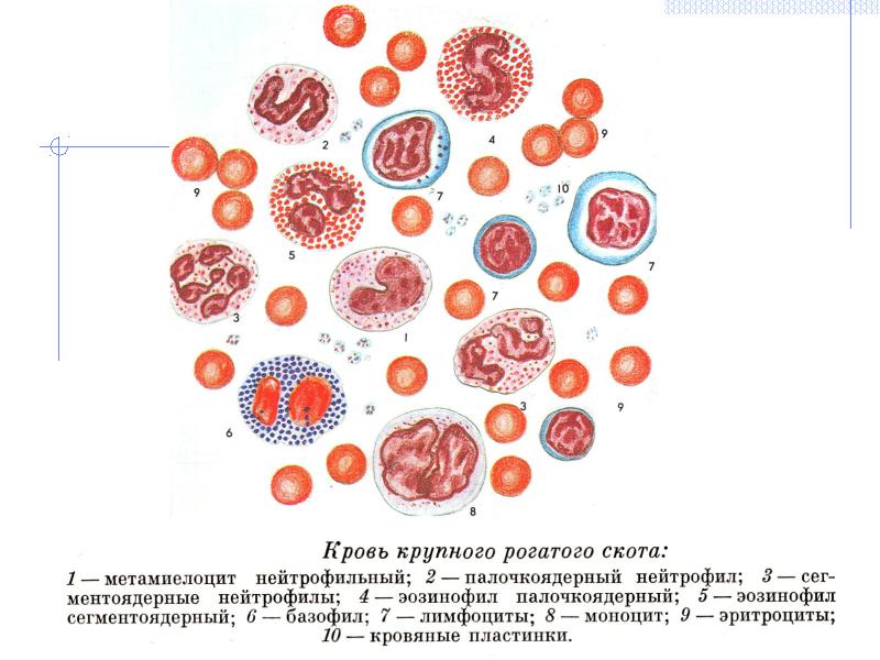 Презентация на тему кровь гистология