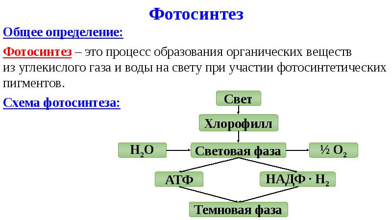 Определения данных процессов фотосинтеза