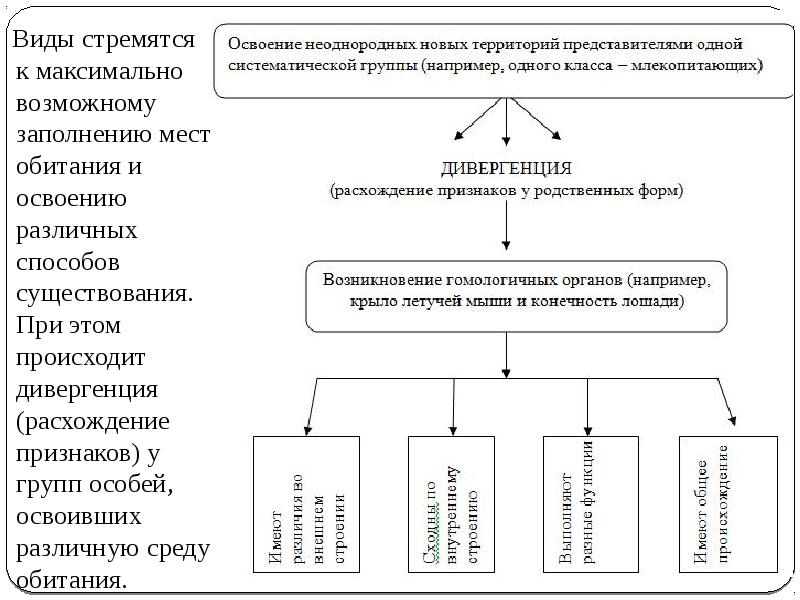 Видообразование как результат эволюции презентация 11 класс