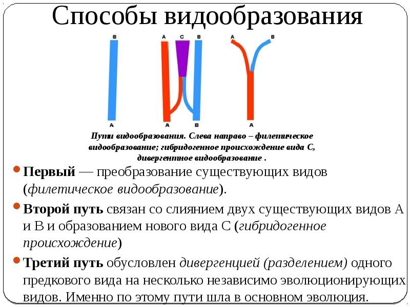 Видообразование как результат эволюции презентация 11 класс