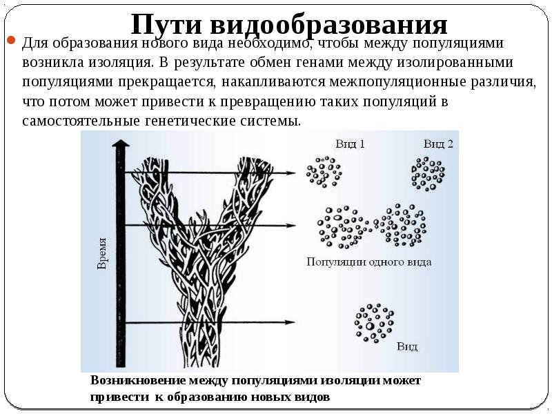 Видообразование как результат эволюции презентация 11 класс