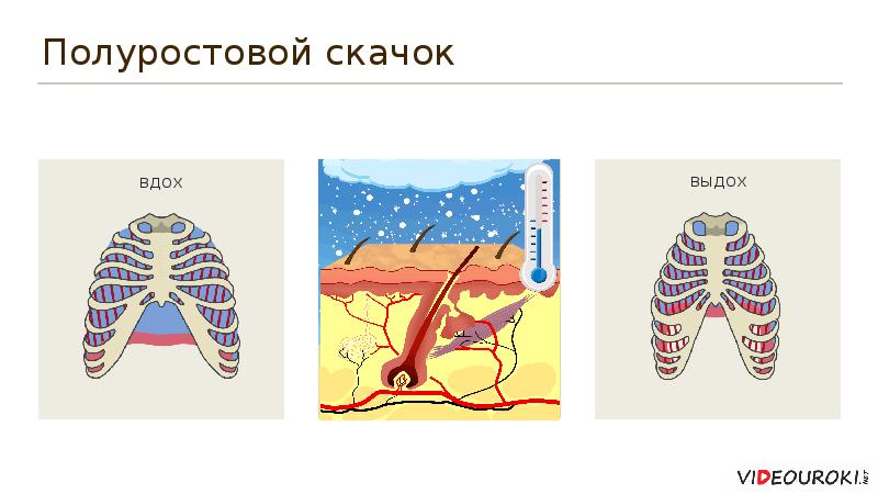 Презентация по биологии 8 класс развитие человека после рождения