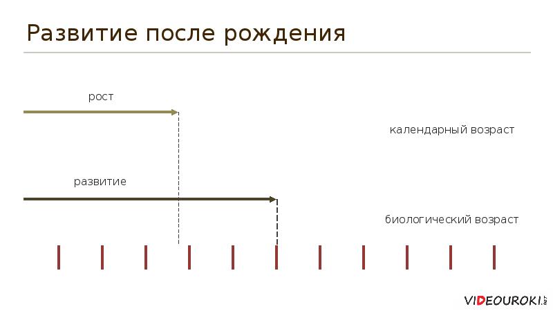 Развитие после рождения биология