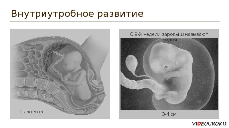 Внутриутробное развитие организма развитие после рождения. Внутриутробное развитие. Внутриутробное развитие плода.