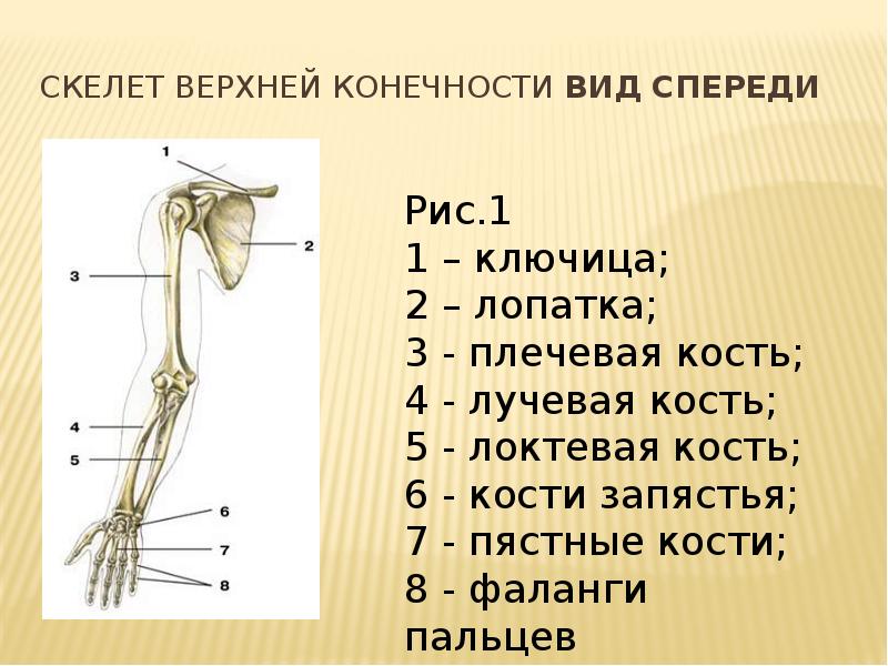 Плечо на рисунке человека